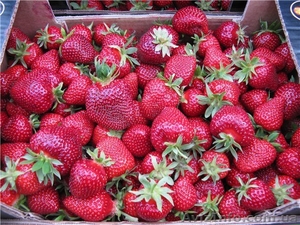 продам саженцы клубники frigo, малины