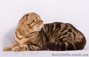вязка кошек в донецке - <ro>Изображение</ro><ru>Изображение</ru> #2, <ru>Объявление</ru> #872506
