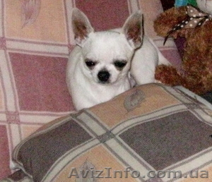 Вязка -  чихуахуа