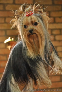 Мальчик йорик приглашает на вязку