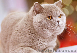 Британский кот приглашает на вязку вислоушек - <ro>Изображение</ro><ru>Изображение</ru> #2, <ru>Объявление</ru> #376392