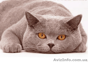 Британский кот приглашает на вязку вислоушек - <ro>Изображение</ro><ru>Изображение</ru> #1, <ru>Объявление</ru> #376392