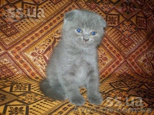 Продам шотландских вислоухих котят-очаровашек - <ro>Изображение</ro><ru>Изображение</ru> #1, <ru>Объявление</ru> #897192