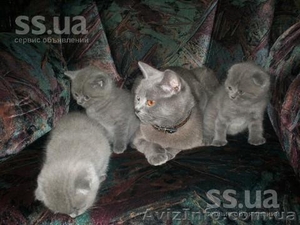 Продам шотландских вислоухих котят-очаровашек - <ro>Изображение</ro><ru>Изображение</ru> #4, <ru>Объявление</ru> #897192