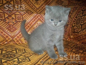 Продается шотландский прямоухий котенок голубого окраса - <ro>Изображение</ro><ru>Изображение</ru> #2, <ru>Объявление</ru> #905673
