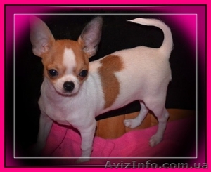 Замечательный чихуашка,  недорого 