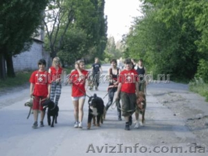 Выгул собак в Донецке и Макеевке. - <ro>Изображение</ro><ru>Изображение</ru> #1, <ru>Объявление</ru> #911613