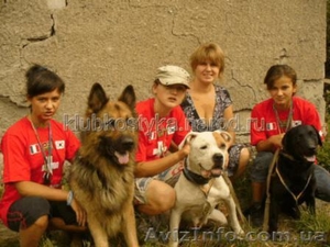 Подготовка охотничьих собак в Донецке и области. - <ro>Изображение</ro><ru>Изображение</ru> #1, <ru>Объявление</ru> #911619
