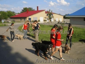 Аджилити (спортивная дрессировка) в Донецке,  на Украине