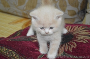 плюшевые котята  скотиш-страйт - <ro>Изображение</ro><ru>Изображение</ru> #2, <ru>Объявление</ru> #911858