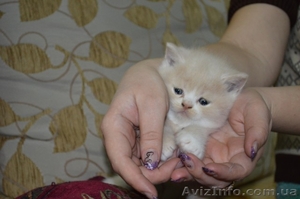 плюшевые котята  скотиш-страйт - <ro>Изображение</ro><ru>Изображение</ru> #1, <ru>Объявление</ru> #911858
