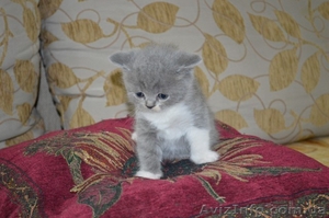 плюшевые котята  скотиш-страйт - <ro>Изображение</ro><ru>Изображение</ru> #3, <ru>Объявление</ru> #911858