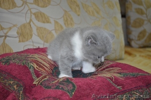 плюшевые котята  скотиш-страйт - <ro>Изображение</ro><ru>Изображение</ru> #4, <ru>Объявление</ru> #911858