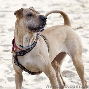 Потерялась метисочка шарпея