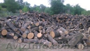 Продается лес, кругляк - <ro>Изображение</ro><ru>Изображение</ru> #8, <ru>Объявление</ru> #934402