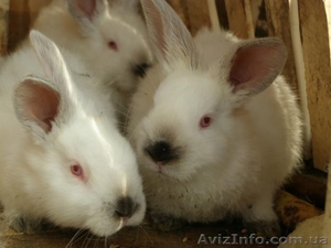 продаются калифорнийские кролики - <ro>Изображение</ro><ru>Изображение</ru> #1, <ru>Объявление</ru> #938786