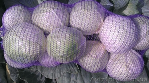Продам капусту от производителя урожая 2013г.  - <ro>Изображение</ro><ru>Изображение</ru> #5, <ru>Объявление</ru> #951642