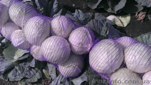 Продам капусту от производителя урожая 2013г.  - <ro>Изображение</ro><ru>Изображение</ru> #4, <ru>Объявление</ru> #951642