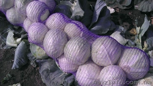 Продам капусту от производителя урожая 2013г.  - <ro>Изображение</ro><ru>Изображение</ru> #3, <ru>Объявление</ru> #951642