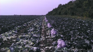 Продам капусту от производителя урожая 2013г.  - <ro>Изображение</ro><ru>Изображение</ru> #2, <ru>Объявление</ru> #951642