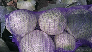 Продам капусту от производителя урожая 2013г.  - <ro>Изображение</ro><ru>Изображение</ru> #1, <ru>Объявление</ru> #951642