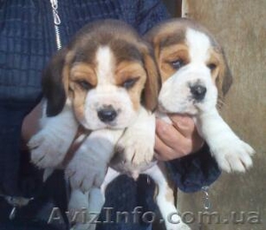 Щенки Бигль (триколор)