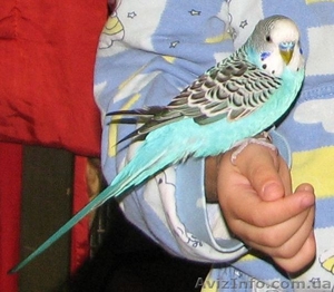 Продам говорящего волнистого попугая. - <ro>Изображение</ro><ru>Изображение</ru> #2, <ru>Объявление</ru> #979396