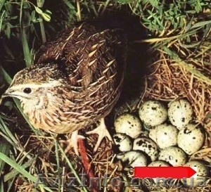 продам перепелов, тушки, яйцо - <ro>Изображение</ro><ru>Изображение</ru> #1, <ru>Объявление</ru> #979070