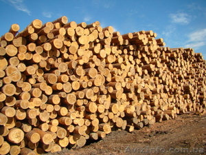 Покупка леса на выгодных условиях для обеих сторон - <ro>Изображение</ro><ru>Изображение</ru> #2, <ru>Объявление</ru> #1033443