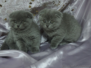 Шотландские вислоухие  котята голубого окраса - <ro>Изображение</ro><ru>Изображение</ru> #2, <ru>Объявление</ru> #205996