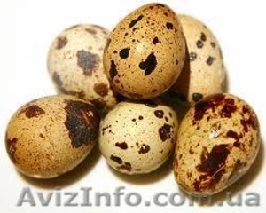    Продам яйцо перепелиное и мясо перепела - <ro>Изображение</ro><ru>Изображение</ru> #1, <ru>Объявление</ru> #1033185