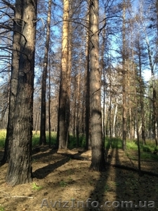 Покупка леса на выгодных условиях для обеих сторон - <ro>Изображение</ro><ru>Изображение</ru> #3, <ru>Объявление</ru> #1033443