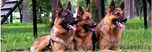 Охрана объектов служебными собаками - <ro>Изображение</ro><ru>Изображение</ru> #1, <ru>Объявление</ru> #1053288
