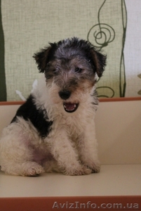 щенки жш фокстерьера с родословной КСУ