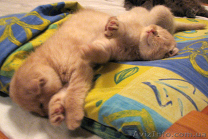 Самый лучший друг-это кот...