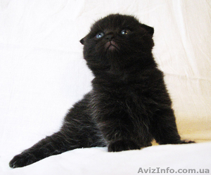 Очаровательная брюнетка