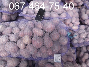 Продам картофель оптом от производителя,  от 10 тонн,  звони!