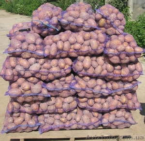 Продам картофель оптом от производителя, отгрузка от 20 тонн - <ro>Изображение</ro><ru>Изображение</ru> #1, <ru>Объявление</ru> #1147608