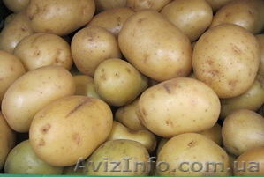 Продам картофель оптом от производителя, от 5 тонн, звони! - <ro>Изображение</ro><ru>Изображение</ru> #1, <ru>Объявление</ru> #1155428