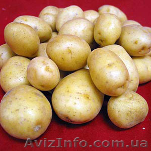 Продам картофель из песка, доставка по всей Украине - <ro>Изображение</ro><ru>Изображение</ru> #1, <ru>Объявление</ru> #1154508