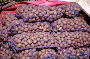 Срочно, продажа картофеля на закладку! - <ro>Изображение</ro><ru>Изображение</ru> #1, <ru>Объявление</ru> #1156633