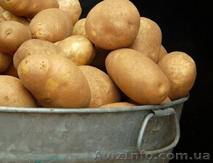 Продам картофель из песка, без болезней, звони! - <ro>Изображение</ro><ru>Изображение</ru> #1, <ru>Объявление</ru> #1163523