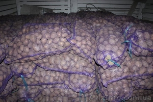 Продам картофель оптом от производителя чистый, помогаем с доставкой - <ro>Изображение</ro><ru>Изображение</ru> #1, <ru>Объявление</ru> #1156041