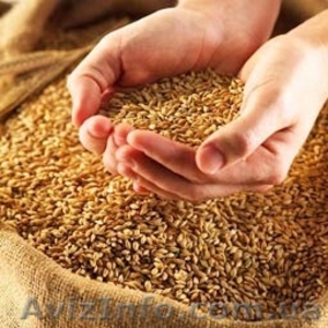 Закупаем пшеницу фуражную и семечку масличную - <ro>Изображение</ro><ru>Изображение</ru> #1, <ru>Объявление</ru> #1320646