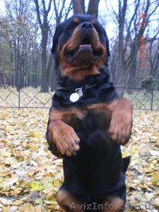 Вязка-ротвейлер