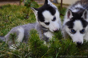 Щенки сибирский хаски КСУ.