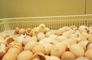 Инкубационное яйцо бройлера - <ro>Изображение</ro><ru>Изображение</ru> #1, <ru>Объявление</ru> #1450914
