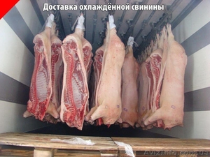 Свинина охлаждённая в полутушах - <ro>Изображение</ro><ru>Изображение</ru> #1, <ru>Объявление</ru> #1481477
