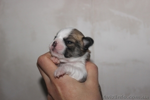 чихуахуа щеночки 