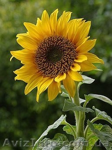 Дракон гібрид соняшнику